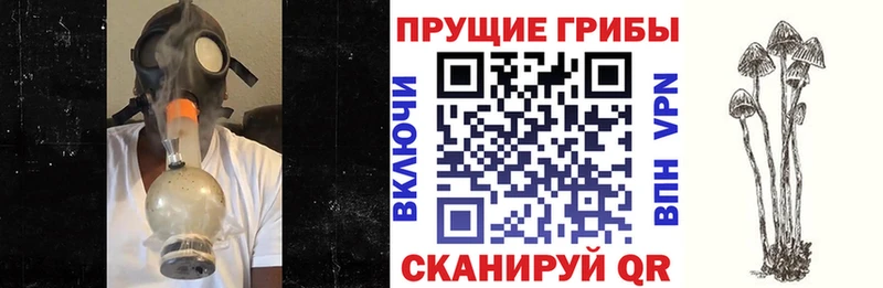 Псилоцибиновые грибы Cubensis  даркнет сайт  Петропавловск-Камчатский 
